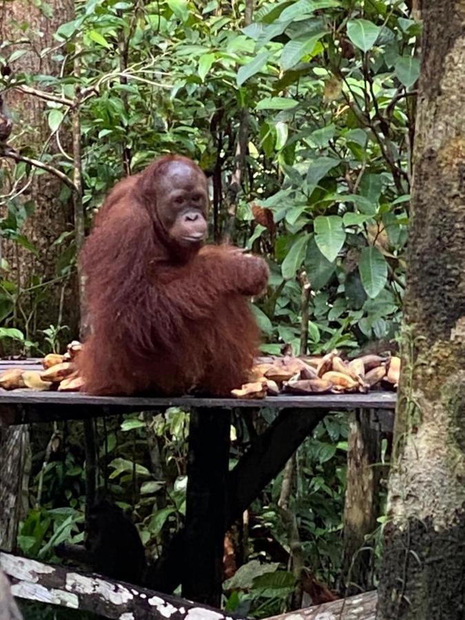 Orangutan Kelotok Houseboat For 6 Person Hotel Pangkalan Bun Exterior foto